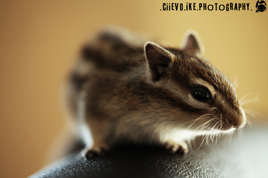 ::Kiki the Chipmunk::