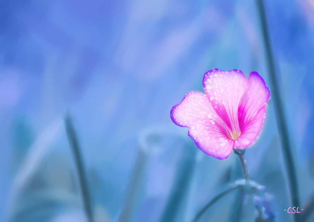 Realism Painting: Pink Flower