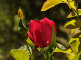 Beautiful Rose