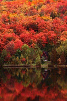 Cabin By The Lake