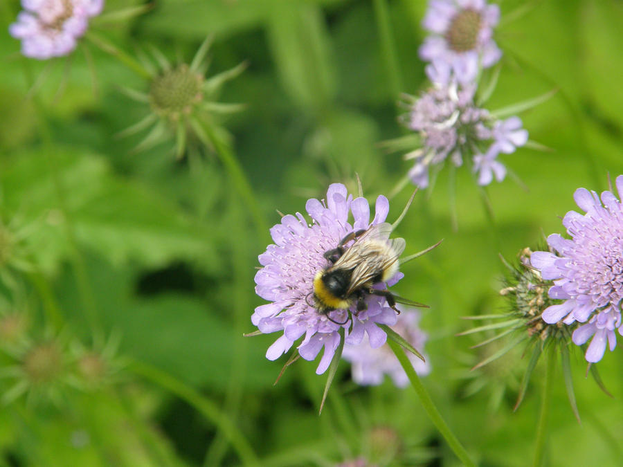 Bee close up at Howick