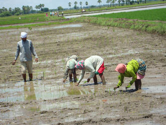 Traditional farmers