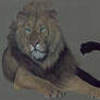 Lion in color pencil 02