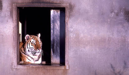 Tiger in the Window