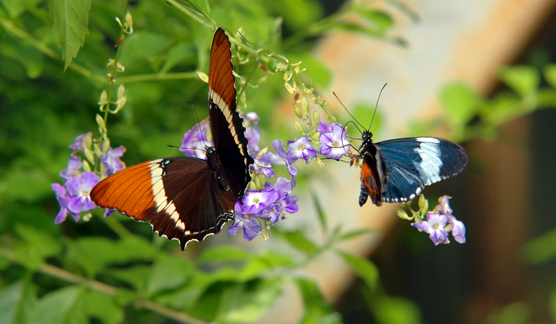 A Pretty Pair