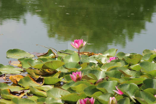 Lily Pads