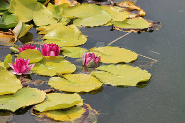 Pushing Lilies