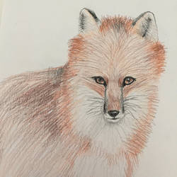 Red Fox