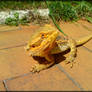 Mr Crevette, Pogona Vitticeps2