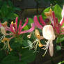 Honeysuckle in bloom