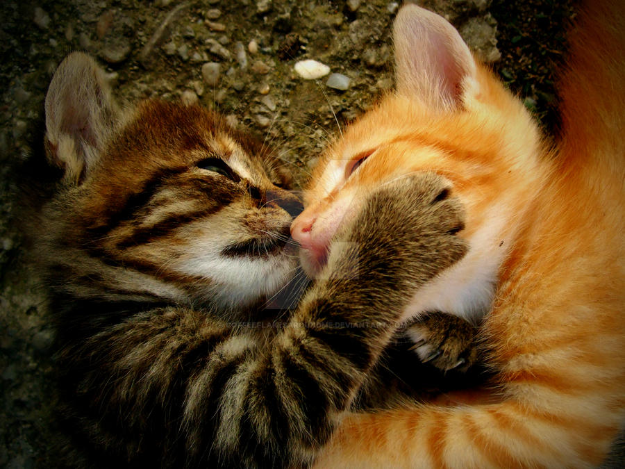 Kitty kiss