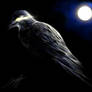 Raven in Moonlight