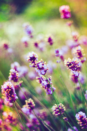 Lavender by Kurraudea