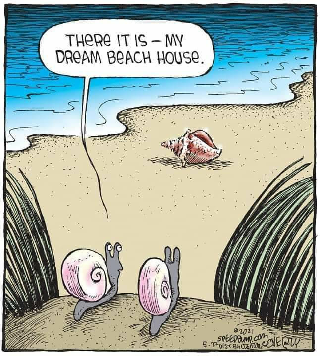 A funny beach shell cartoon by tp32 on DeviantArt A funny beach shell cartoon by tp32 on DeviantArt