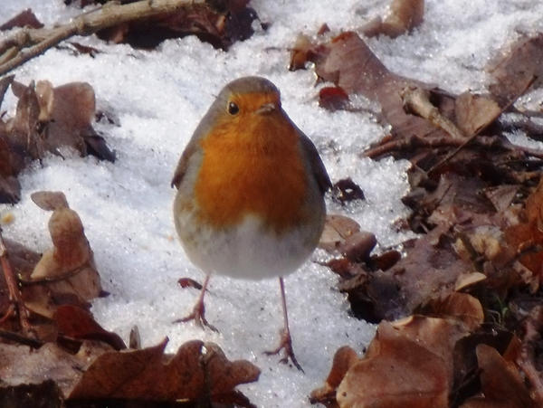 robin