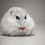 Snow Ball