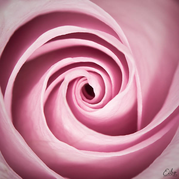 The Fibonacci by Eibography