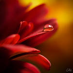 Fire Blend by Eibography
