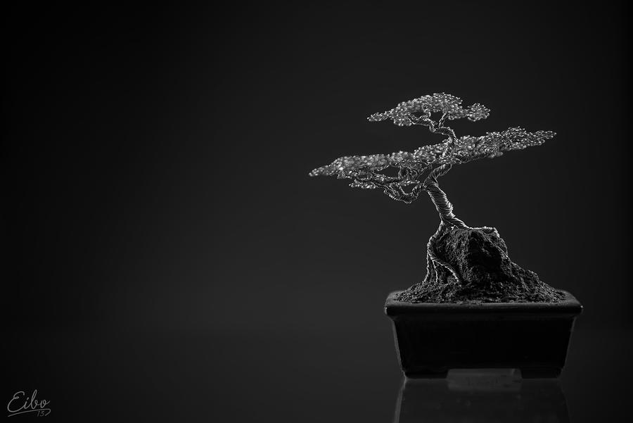 Bonsai 1 by Eibography