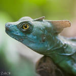 Conjunctiva by Eibography