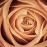 Deep Inside A Rose