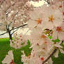 Century of Cherry Blossoms