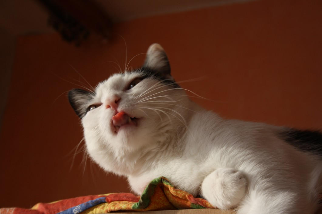 Loll out time by Lego3 on DeviantArt