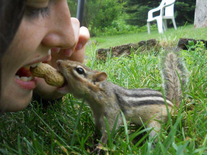 Chipmunk Nuts