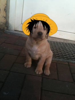 Puppy Ruffy Cosplayer 2 XD