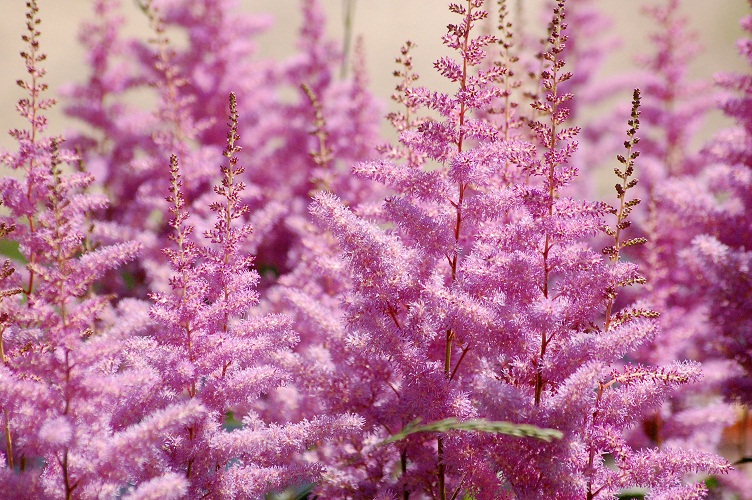 Astilbe