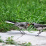 Wagtails3