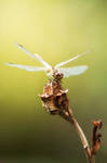 Dragonfly19 by NRichey