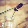 Lavender in a bottle