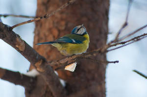 Blue titmouse1