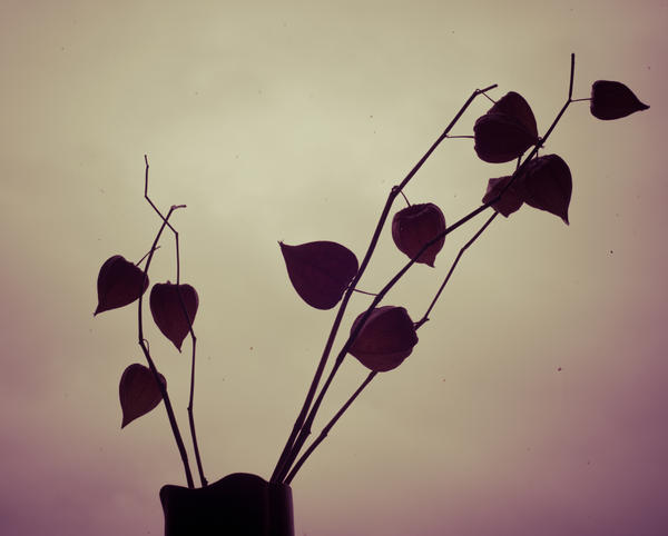 Autumn silhouette by NRichey on DeviantArt