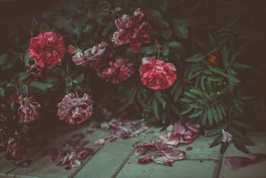 Last roses