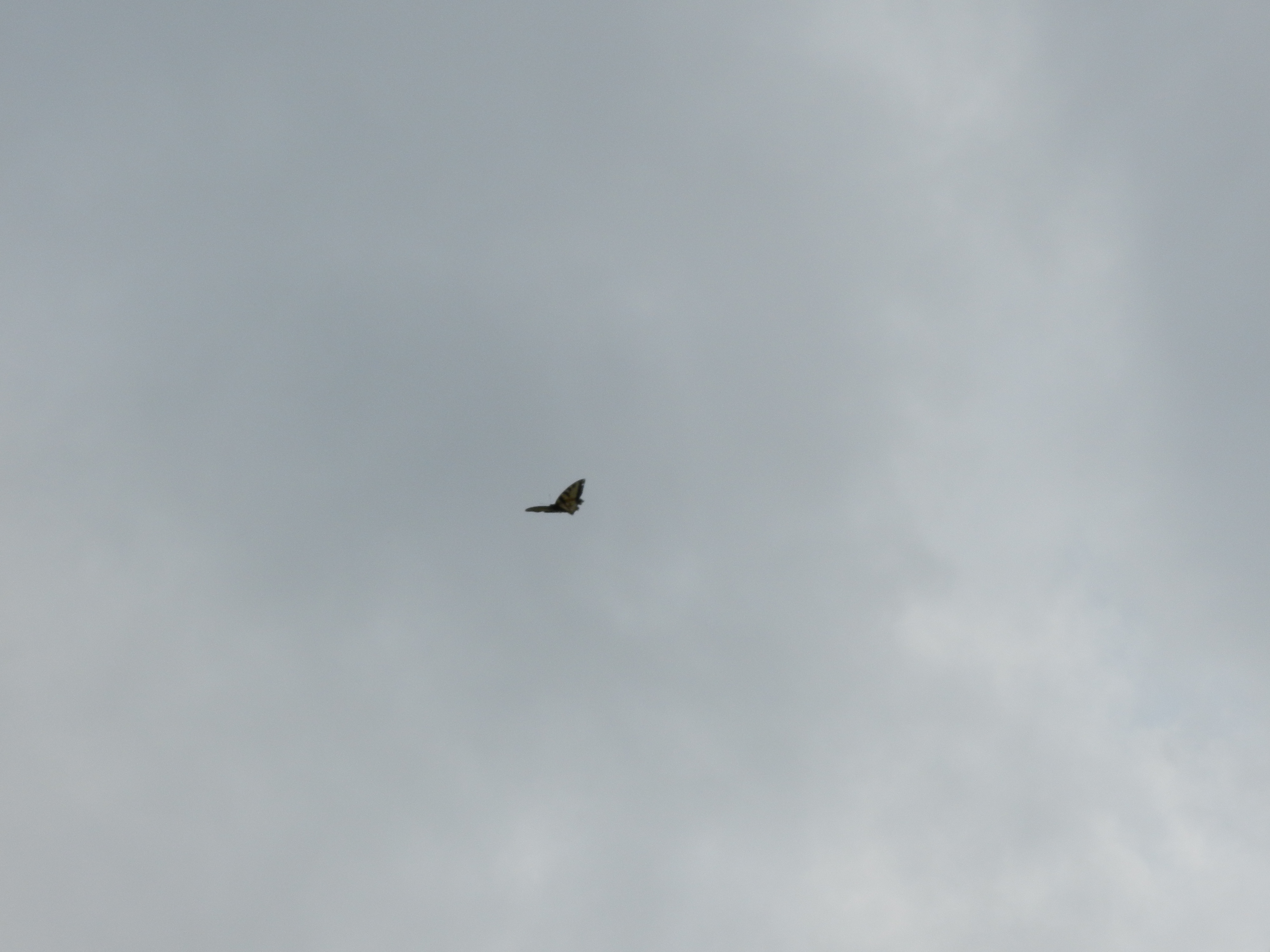 Butterfly on a Stormy Day