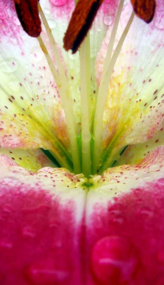 PinK FloweR