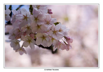 Signs of Spring