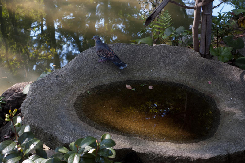 Bird Bath