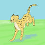 Run, Cheetah- Animation.