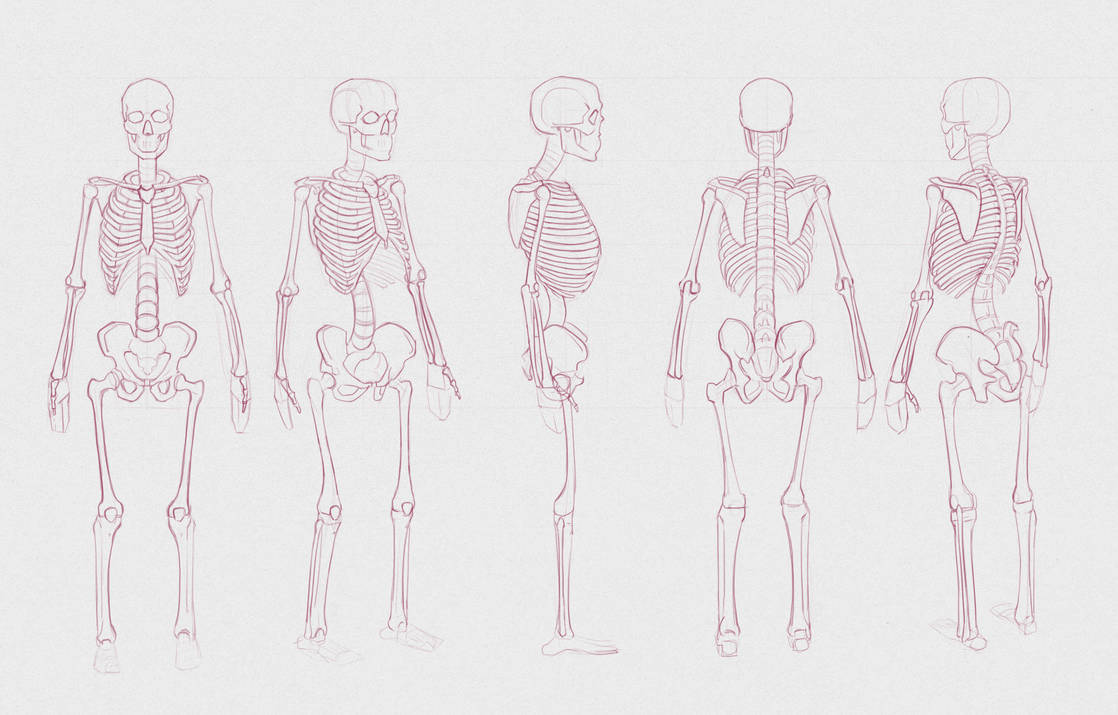 Engineering Study Skeleton Skeletal Study - Turnaround by ProDemonSlayer on DeviantArt