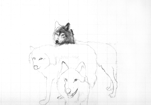 Wolf Pack-WIP-8.17.2007