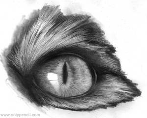 Realistic Cat Eyes Tutorial