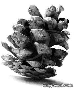 Pine Cone