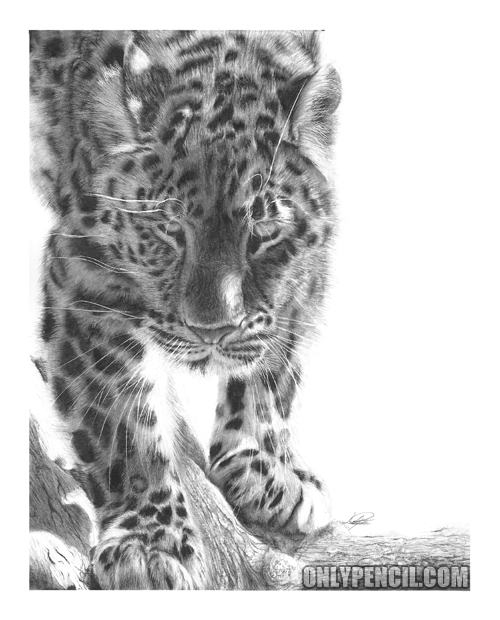 Amur Leopard