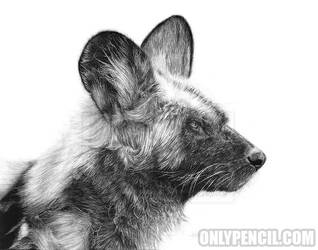 African Wild Dog