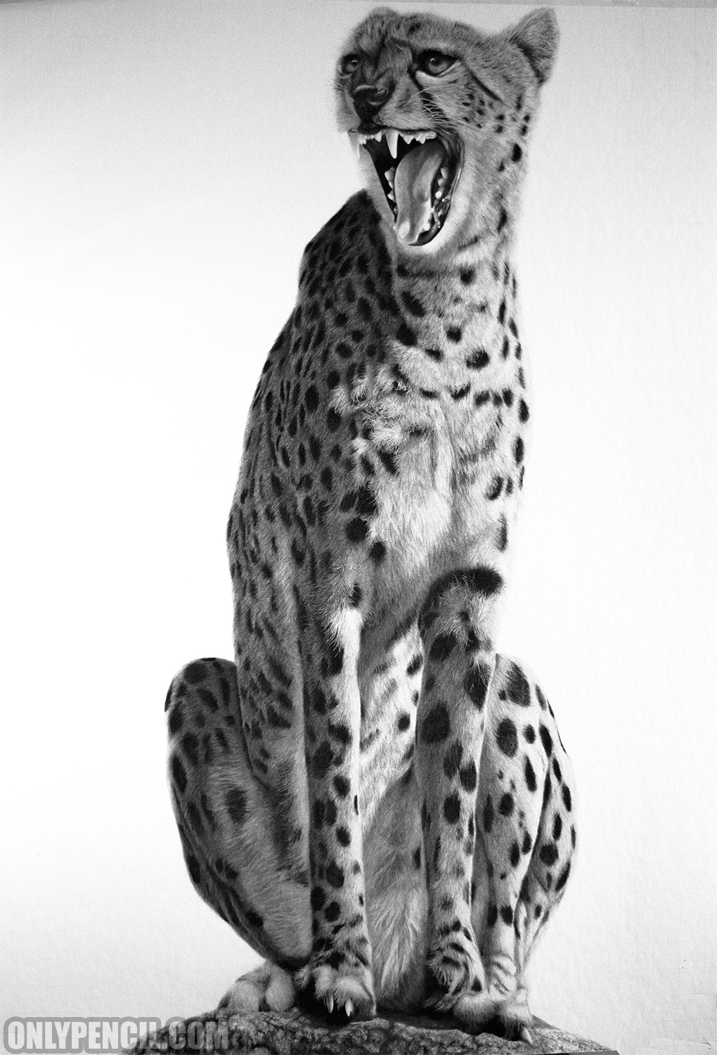 Acinonyx Jubatus