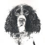 Springer Spaniel