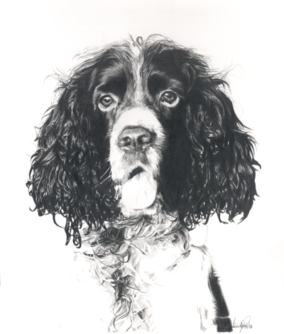 Springer Spaniel